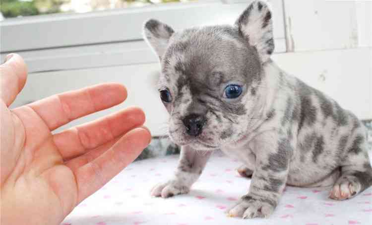 akc registered french bulldogs