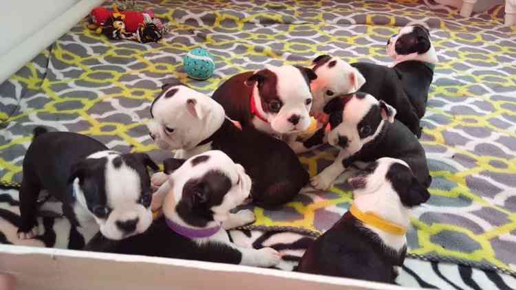 Ontario Boston Terrier Puppies Available Boston Terriers