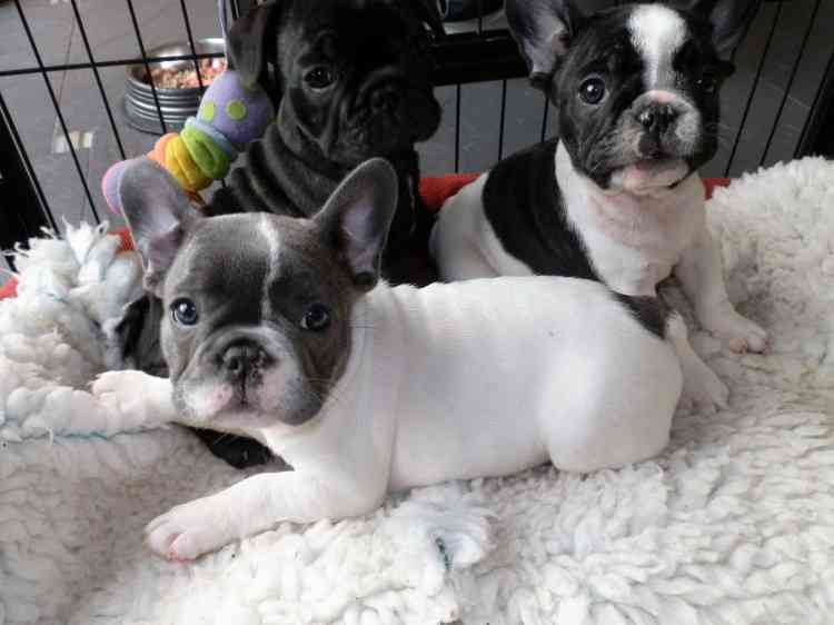 Ontario French Bulldog Puppies Available French Bulldogs