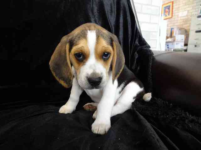 North Jersey : Super Cute Beagle Puppies Available For ...