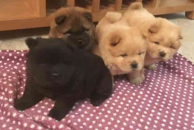 Ontario Chow Chow Puppies Available Now Chow Chows