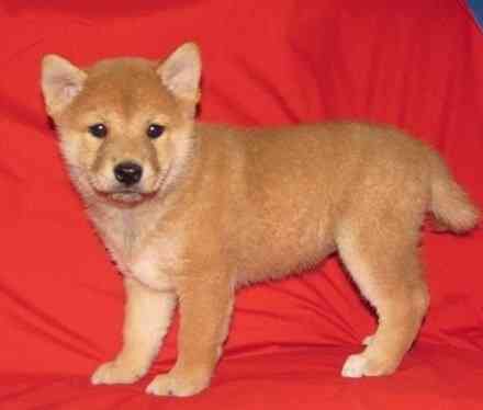 Austin Healthy Male And Female Shiba Inu Puppies Ready