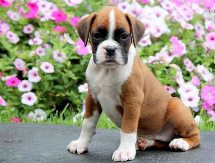 Austin Amazing Male Amp Female Boxers Puppies Available