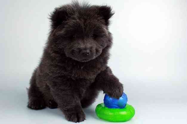 Detroit Super Cute Chow Chow Puppies 405 309 9198 Chow Chows
