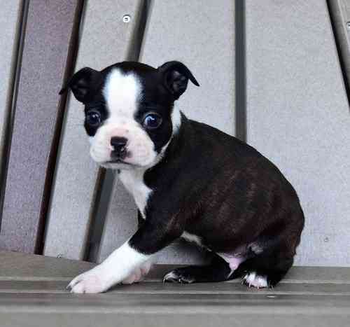 Detroit Lovely Boston Terrier Puppies Males And Females