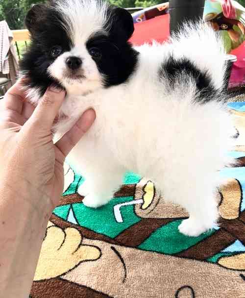 Detroit Lovely Teacup Pomeranian Puppies For Sale