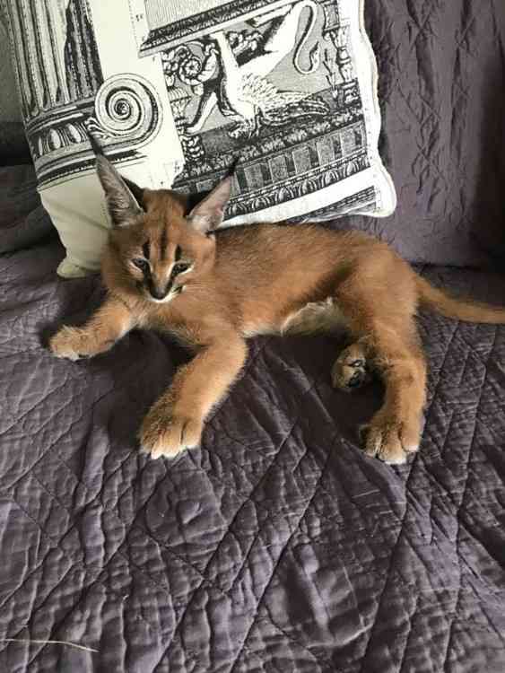 13+ Buy Caracal Kitten Background Kittens For Adoption