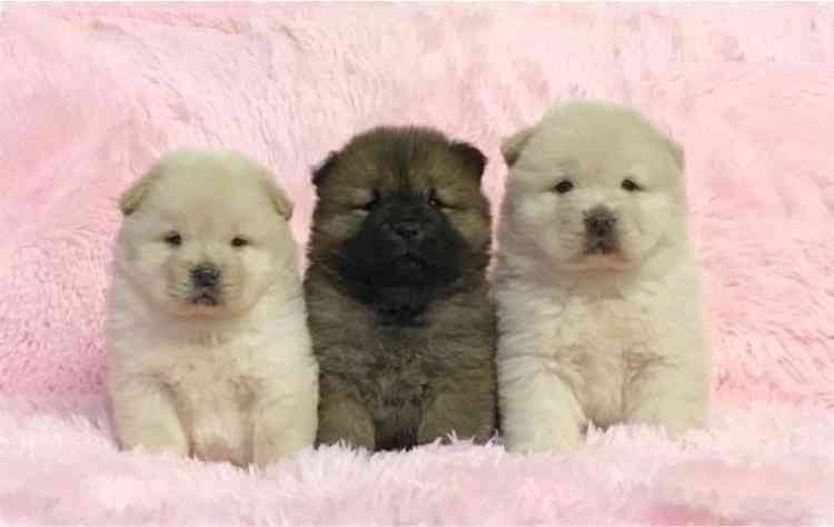 Houston 6 Week Old Chow Chows Puppies For Adoption Chow