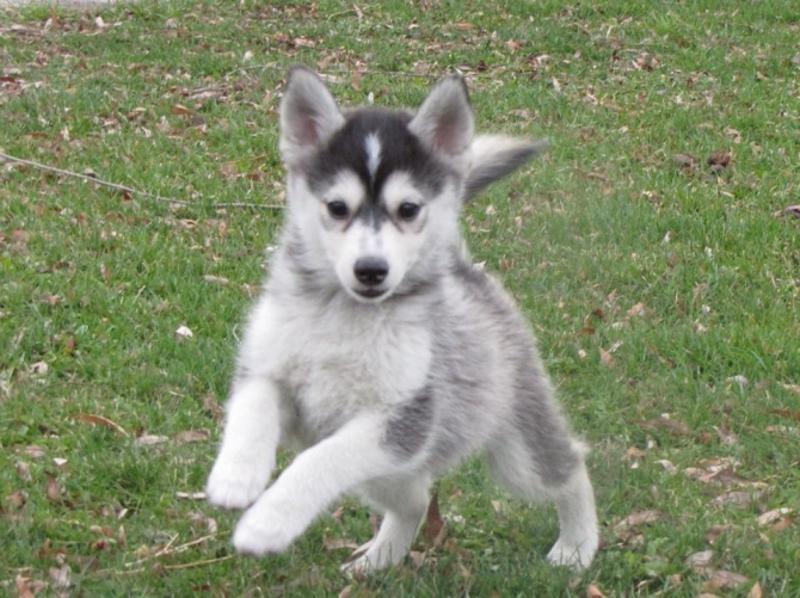 Pomsky Puppies Available. 