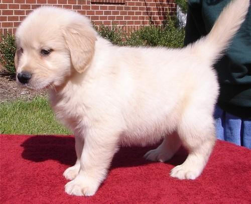 Miami Lovely Golden Retriever Puppies Available Now Golden