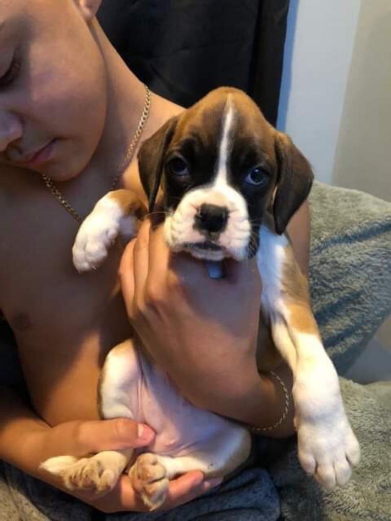 Northern Virginia Beautiful Female Boxer Puppy Boxers