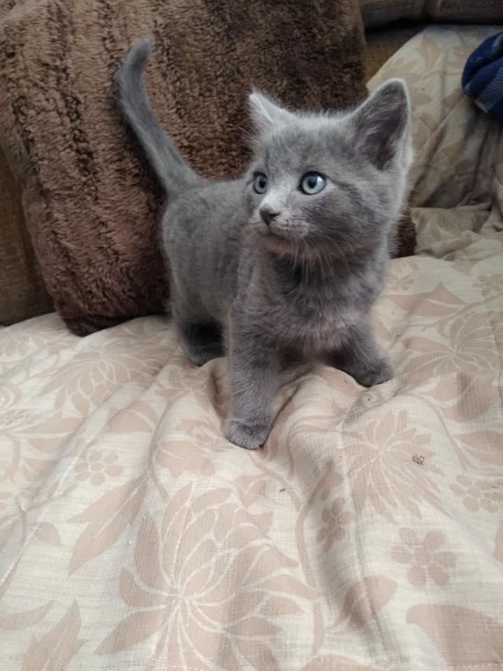 russian blue hypoallergenic kittens for sale