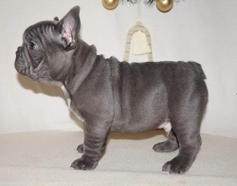 Dallas : Christmas And New Year Blue French Bulldog ...