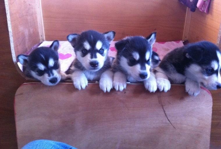 Seattle : Pomsky And Siberian Husky Puppies For Adoption ...
