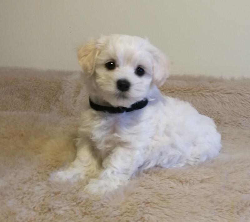 white toy poodle for sale