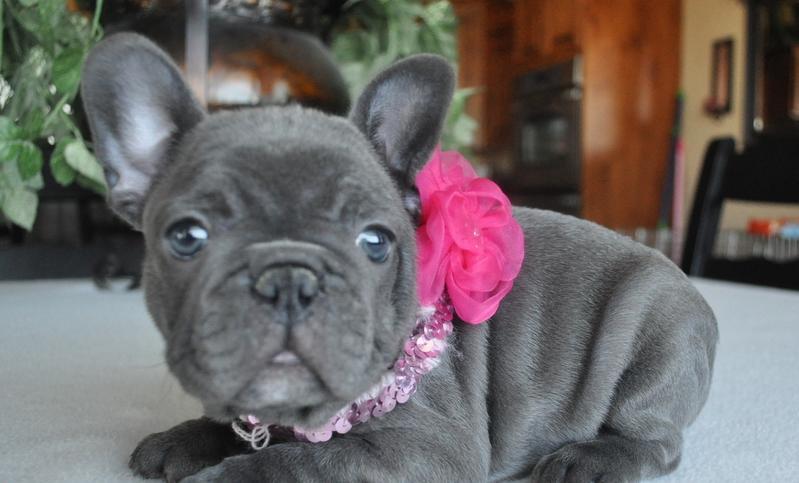 Wichita Falls : Akc Blue French Bulldog Puppies For Sale ...