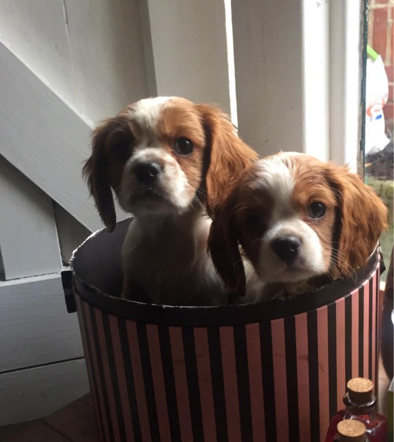 Palm Springs Cavalier King Charles Puppies For Sale