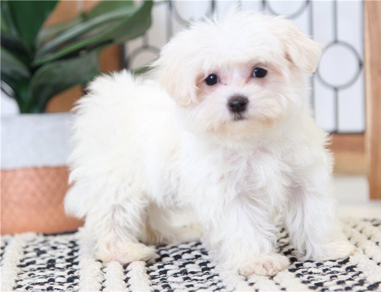 Central Michigan Farrah Playful Female Maltese Puppy Maltese