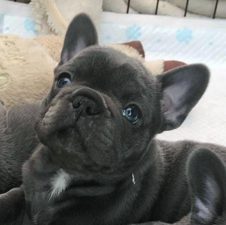 Seattle French Bulldog Merles Available Now French Bulldogs