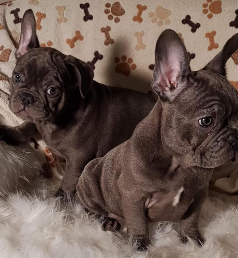 Houston Affordable French Bulldog Puppies For Sale