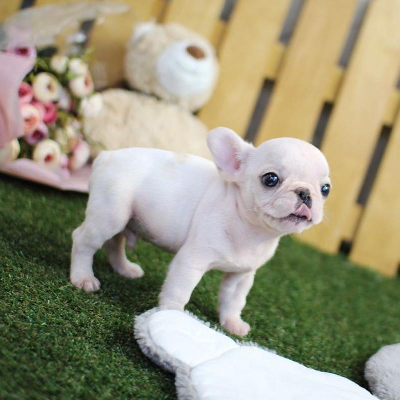 Los Angeles Micro Teacup Puppies Available For Sale
