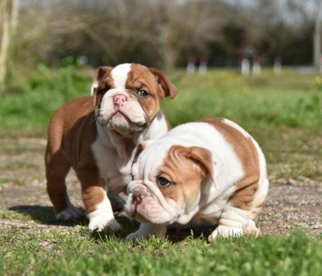 Dallas English Bulldog Puppies For Rehoming English Bulldogs