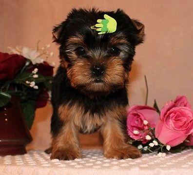 Auburn : Top Quality Registered Yorkie Puppies At ...