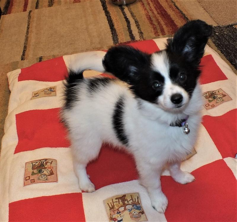 Puppies For Sale In Trading Post