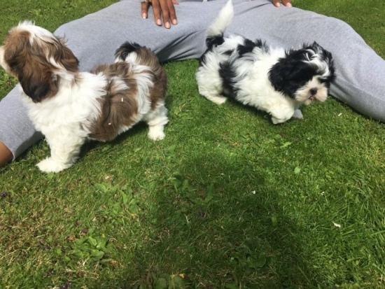 Queensland Sweet Shih Tzu Puppies For Sale In Queensland