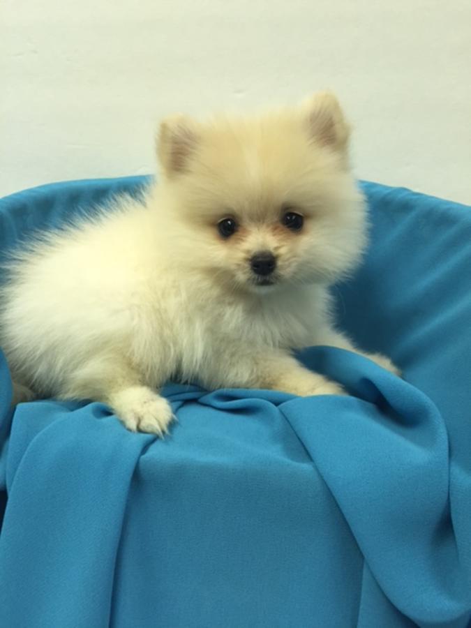 Phoenix Teacup Size Pomeranian Puppies Pomeranians