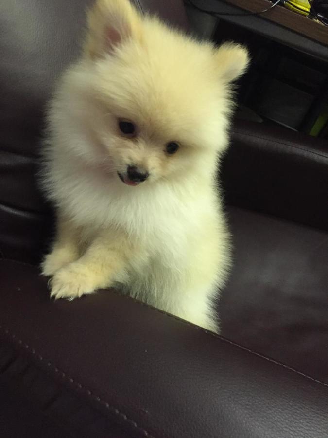 Phoenix Teacup Size Pomeranian Puppies Pomeranians