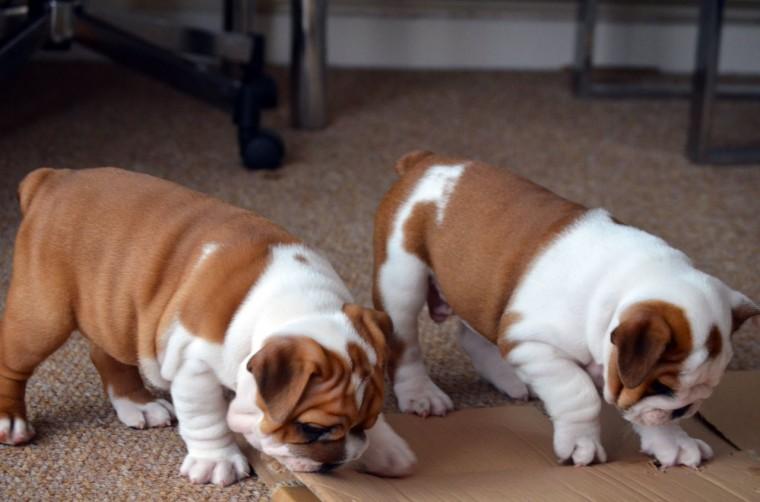 Prescott English Bulldog Puppies For Adoption English