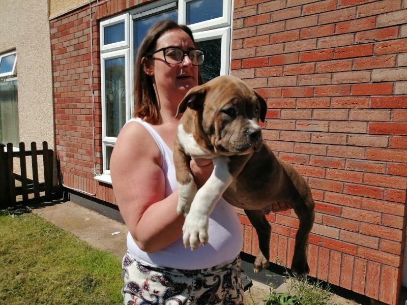 akc pitbull puppies