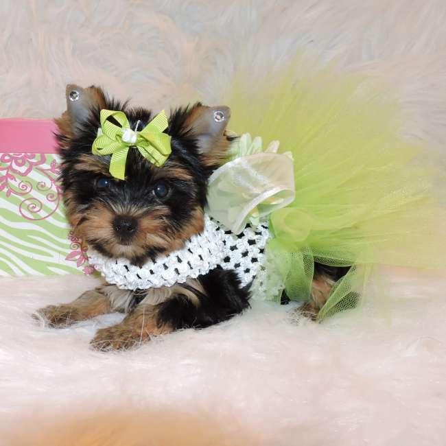 Colorado Springs Adorable Yorkie Puppies Yorkshire Terriers