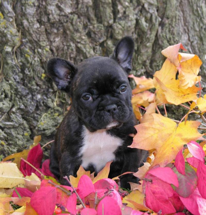 Staten Island French Bulldog Puppies For Sale Near Me