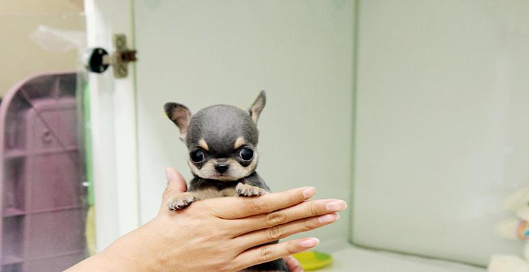 New South Wales Teacup Chihuahua Puppies For Adoption