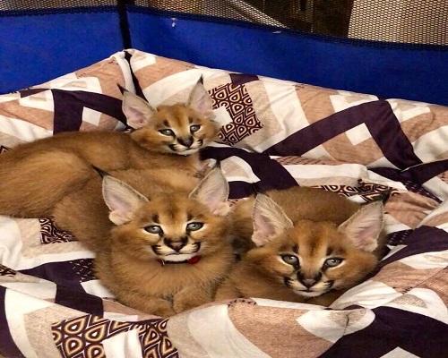 Boston Caracal And Ocelot Kittens Ready For New Home 703 520 5879