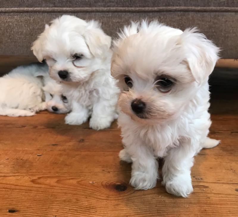 Savannah : Adorable Maltese Puppies For Sale Maltese.