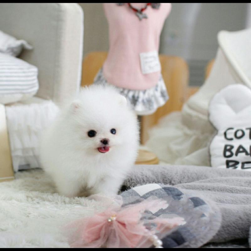 Shreveport Awaresome Teacup Pomeranian Puppies Available