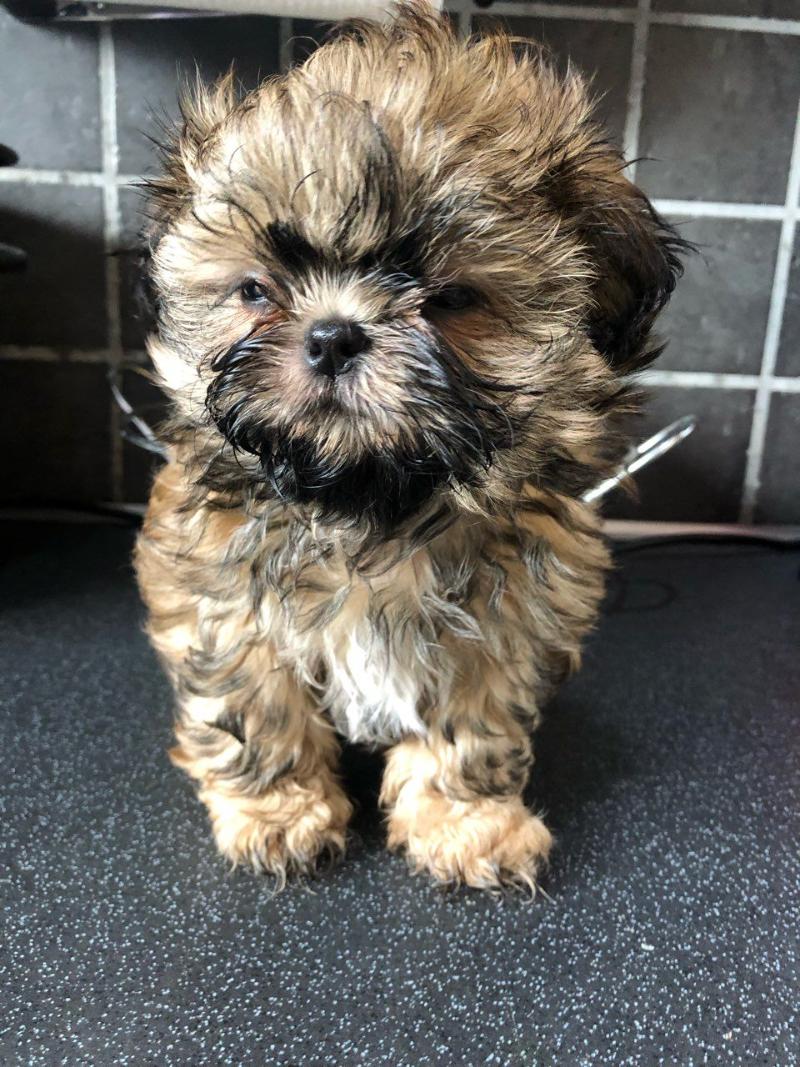 Austin Stunning Shih Tzu Puppies Ready For A New Family