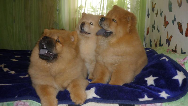 Savannah Chow Chow Puppies Available For New Home Chow Chows