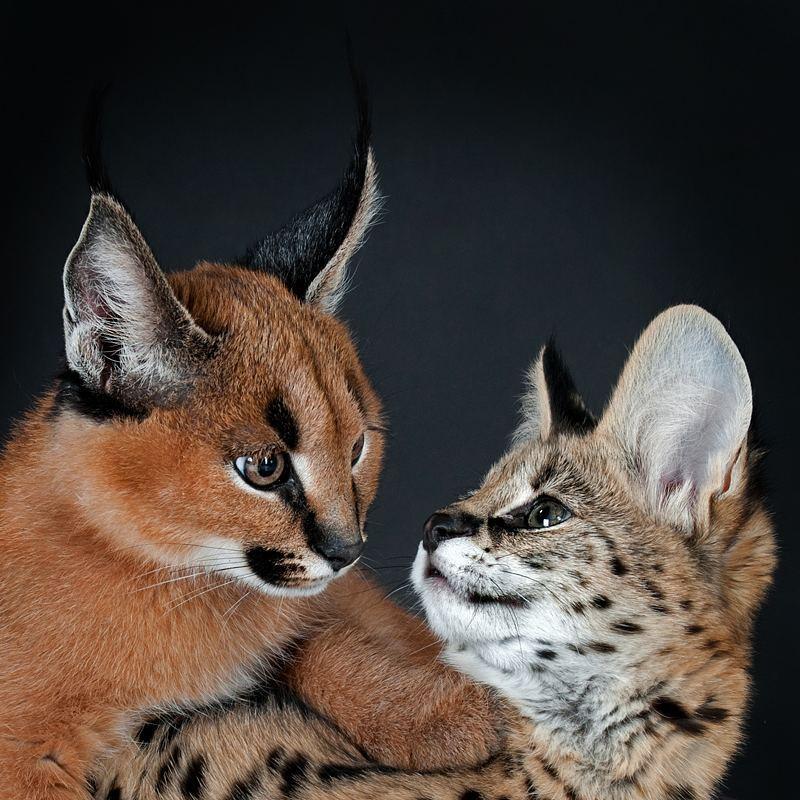 caracal kittens price