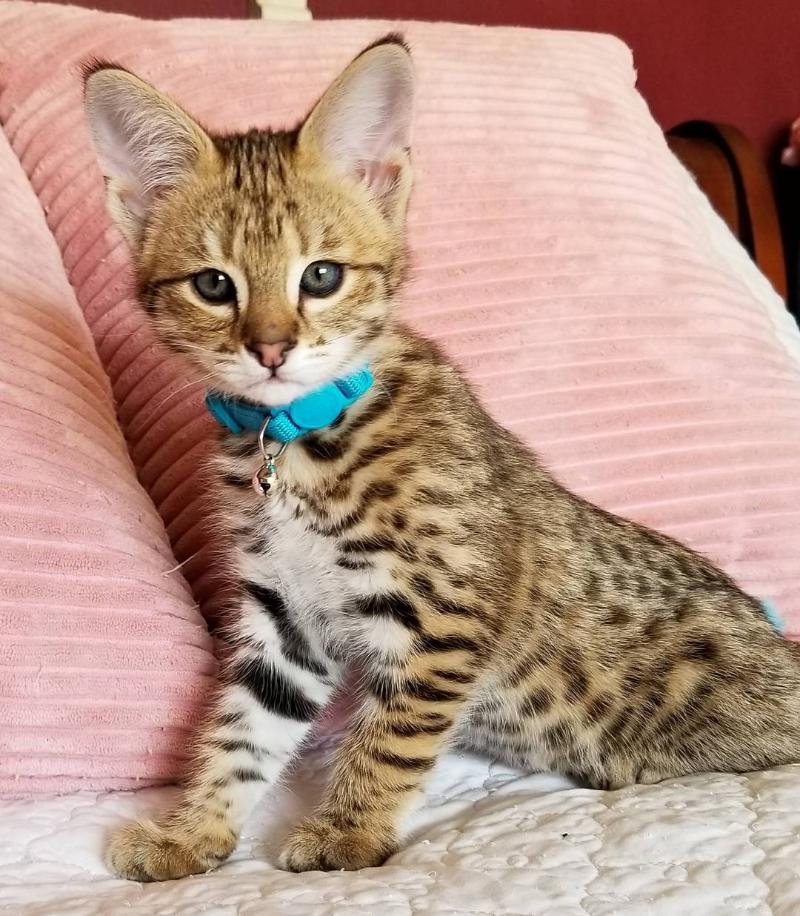 Lexington Caracal Kitten Savannah Kittens And Serval Kitten For Sale