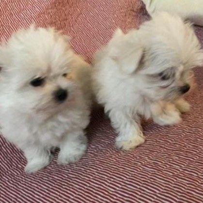 maltese jovial adoption puppy