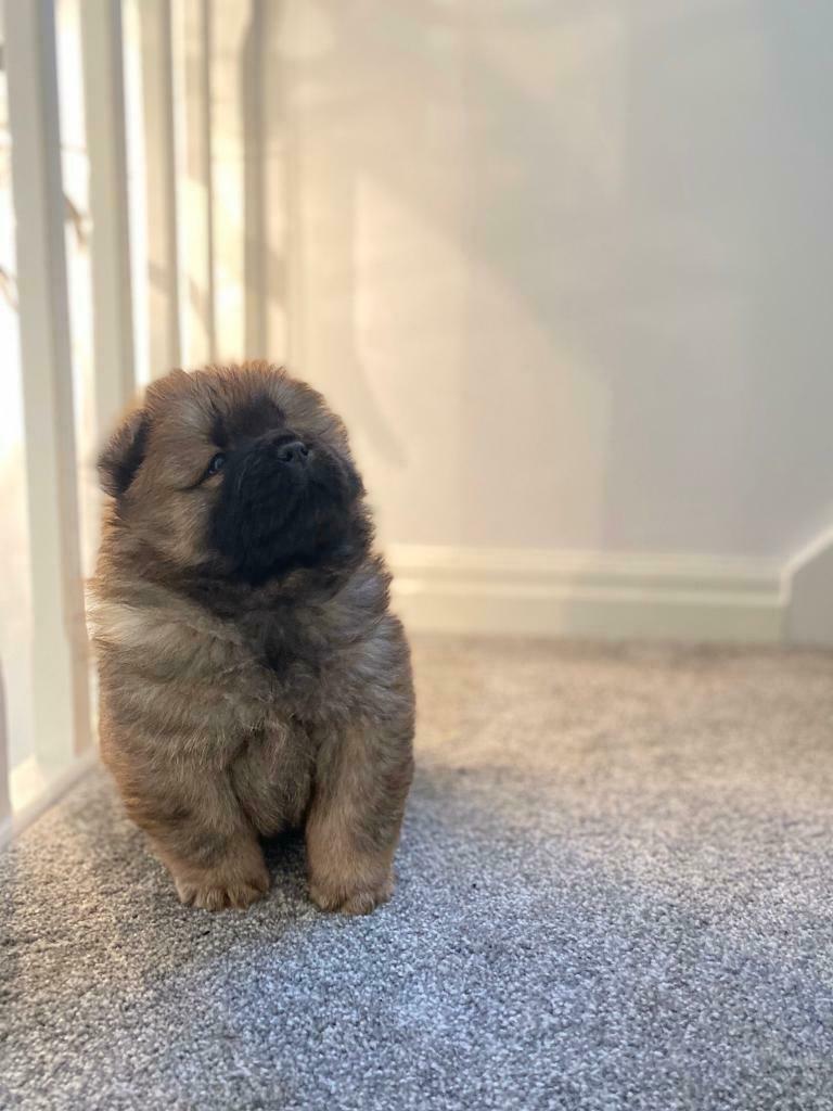Honolulu Amazing Chow Chow Puppies For Sale And Adoption