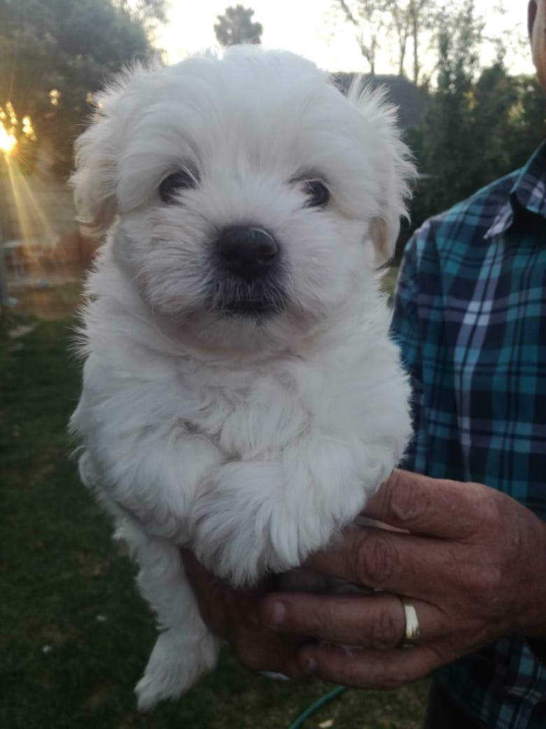 Indianapolis Darling Maltese Puppies For Free Adoption