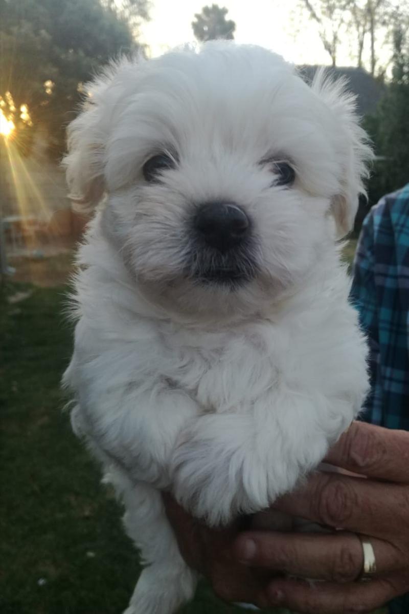 Indianapolis : Darling Maltese Puppies For Free Adoption ...