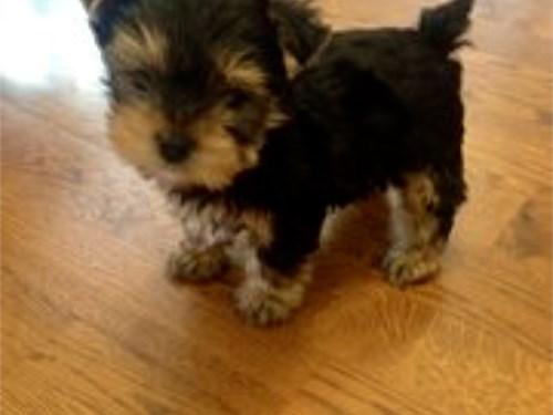 teddy bear yorkie puppies