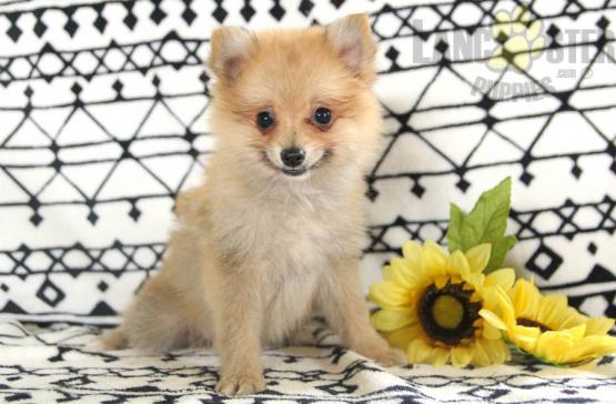 Minneapolis Akc Pomeranian Puppies For Sale Pomeranians