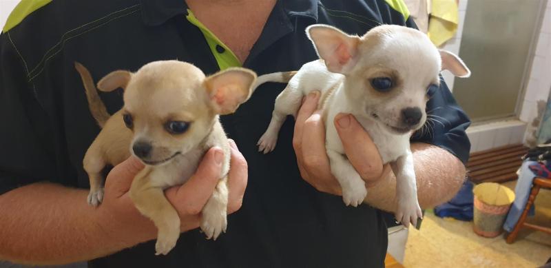 Jackson Chihuahua Puppies For Adoption Chihuahuas